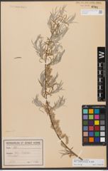 Foto von Salix wilhelmsiana M. Bieb.